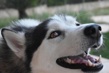 perro husky retrato