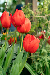 Red tulips flowers in the garden