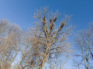Old maple with fallen leaves and crow nests against sky