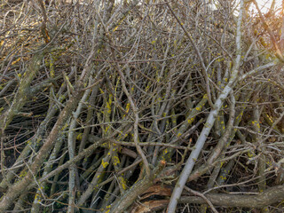 Background of the heap of the different dry trees branches