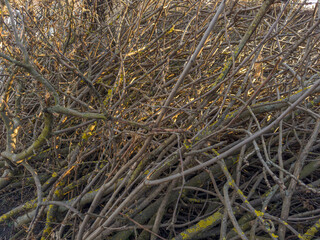 Background of the heap of the different dry trees branches
