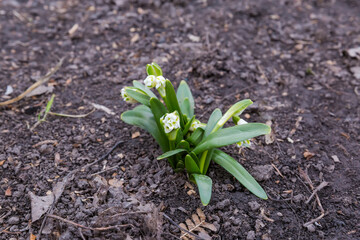Bush of the blooming spring snowflakes in overcast weather