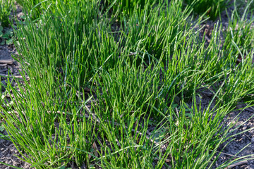 Bushes of grass with young sprouts against soil close-up