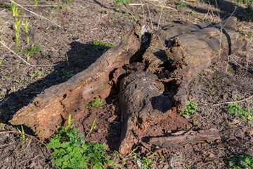 Dry rotten trunk of fallen deciduous tree in sunny weather