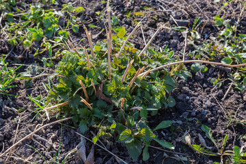 Bush of stinging nettle with small young leaves backlit