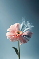Minimal flower concept made with pastel pink gerbera and blue smoke on the petals against blue background. Magical spring design with copy space. Surreal blooming daisy aesthetic.