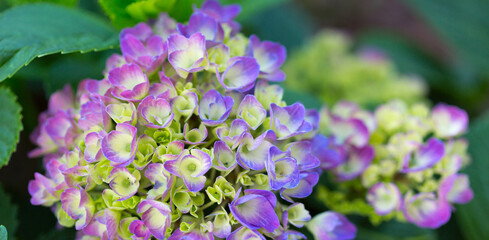Beautiful purple hydrangea flowers in the garden - 756350596