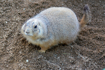 Groundhog emerging from its burrow