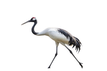 Naklejka premium Black-headed White Egret walking with head down