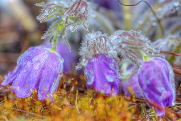 spring flowers with water droplets.
