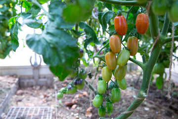 Ripe green and red tomatoes hanging in the garden. - 756352376