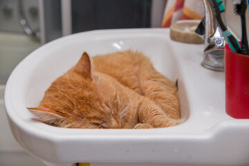 A funny cat sleeps in a washbasin.