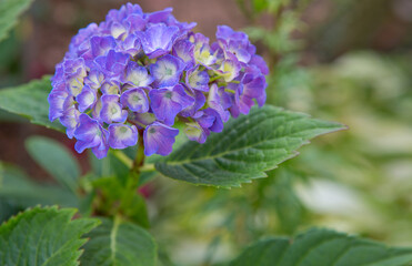 Beautiful blue hydrangea flowers in the garden - 756352510