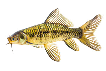 Small freshwater fish, clear body, beautiful, beautiful pattern.