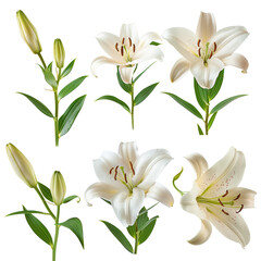Obraz premium Yurine Lily Blooms in Artistic Splendor on a Transparent Background – Capturing the Delicate Petals and Botanical Elegance in a Minimalist Composition of Nature's Closeup Beauty