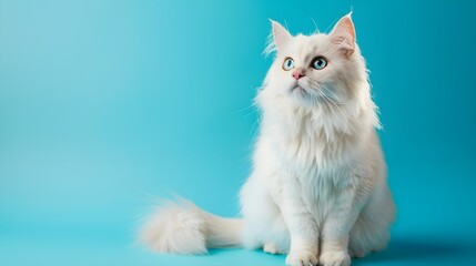 Cute persian cream colorpoint cat sitting on a blue background 