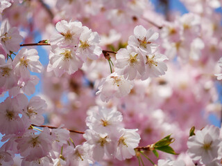 First spring flowers - sakura cherry blossom in Wien