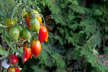 Ripe green and red tomatoes hanging in the garden. Bush tomatoes Tarasenko - 756355197
