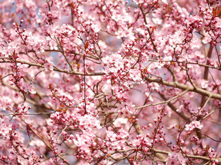 First spring flowers - sakura cherry blossom in Wien