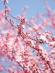 First spring flowers - sakura cherry blossom in Wien