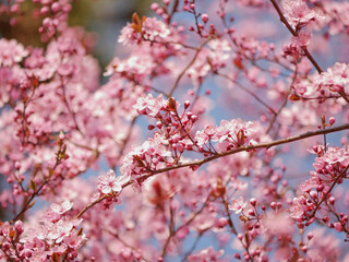 First spring flowers - sakura cherry blossom in Wien