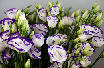 White and purple lisianthus. White and purple eustoma bouquet.