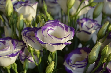 White and purple lisianthus. White and purple eustoma bouquet.
