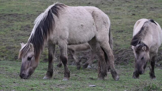 Exmoor-Ponys und Konik Pferde - Wildpferde 