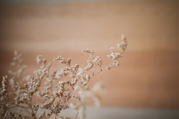 Dried brown Caspia Flowers on warm room  background