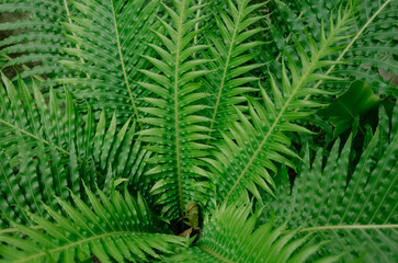 fern leaf background