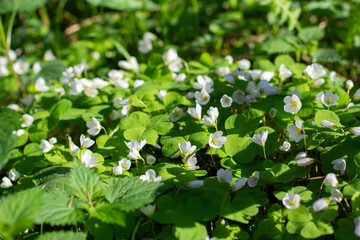 Oxalis acetosella wood sorrel in bloom, white flowering plant in forest .