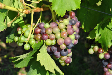 Close Up of Grape Bunches and Leaves on Grapevine 