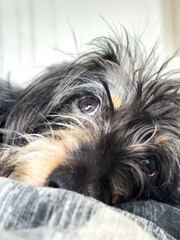 Cute brown dog lays down on blanket with big brown eyes