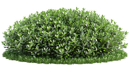 buxus sempervirens around by green grass. isolated on white background. png