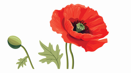 vector drawing of a poppy flower on a white background