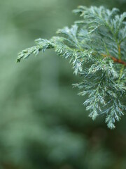 Zweig eines Thuja Baum. Nahaufnahme der filigranen Blätter der Pflanze. Der Hintergrund ist...