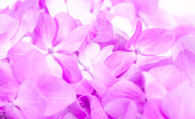 Lilac flowers close up. Bouquet of purple flowers. City flower beds, a beautiful and well-groomed garden with flowering bushes.