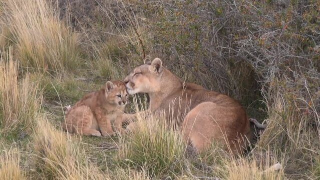 Family of pumas with little cub resting between bushes in Patagonia Chile, mother caressing and washing the cub. High quality FullHD footage