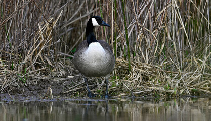 Kanadagans // Canada goose (Branta canadensis) 