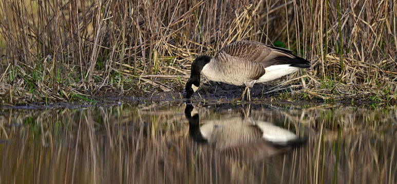 Canada goose // Kanadagans (Branta canadensis) 
