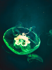 Obraz premium Illuminate jellyfish. Medusa in aquarium.