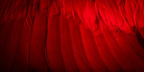 red feather pigeon macro photo. texture or background