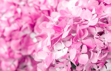 Pink flowers close up. Bouquet of purple flowers. City flower beds, a beautiful and well-groomed garden with flowering bushes.