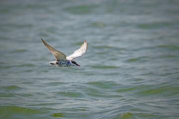 seagull in flight
