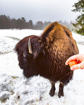 bison in the forest in winter