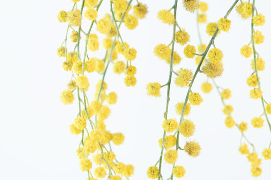 Mimosa blooming spring yellow flower with white light background and place for text macro