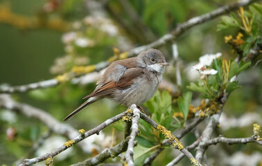 A common whitethroat perching in a tree. 
