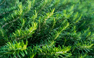 Rosemary leaves. Green flavoring, green fresh rosemary herb bunches background - 756368782