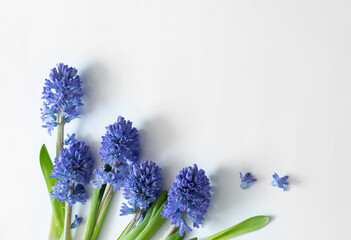 blue spring flowers on white background