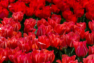 Tulips, a whole field of red tulips in Holland 